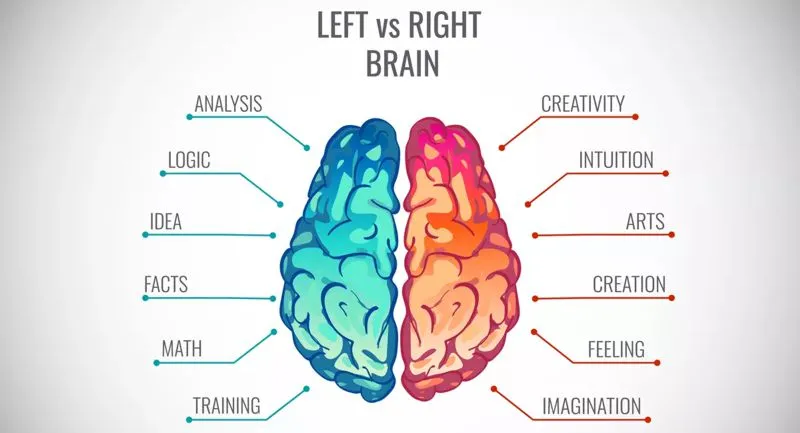 Left right brain